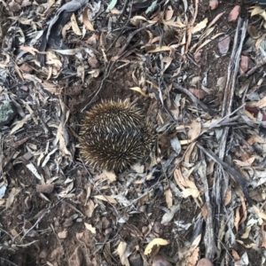 Tachyglossus aculeatus at The Rock Nature Reserve - Kengal Aboriginal Place - 23 May 2024