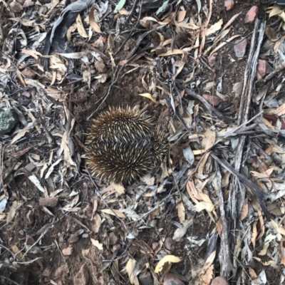 Tachyglossus aculeatus (Short-beaked Echidna) at The Rock Nature Reserve - 22 May 2024 by CarmelB