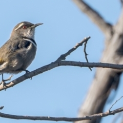 Phylidonyris pyrrhopterus (Crescent Honeyeater) at Cooleman Ridge - 22 May 2024 by Bigfish69