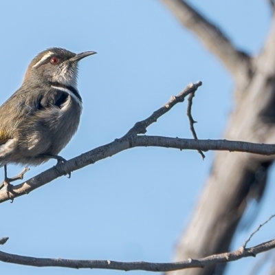 Phylidonyris pyrrhopterus at Cooleman Ridge - 21 May 2024 by Bigfish69