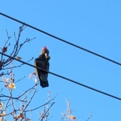 Callocephalon fimbriatum (Gang-gang Cockatoo) at Kambah, ACT - 22 May 2024 by JoeDug