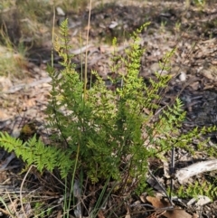 Cheilanthes sieberi subsp. sieberi (Narrow Rock Fern) at Captains Flat, NSW - 23 May 2024 by Csteele4