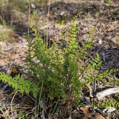 Cheilanthes sieberi subsp. sieberi (Narrow Rock Fern) at QPRC LGA - 23 May 2024 by Csteele4