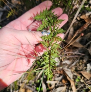 Cheilanthes sieberi subsp. sieberi at QPRC LGA - 23 May 2024 12:30 PM