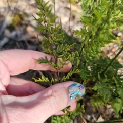 Cheilanthes sieberi subsp. sieberi at QPRC LGA - 23 May 2024