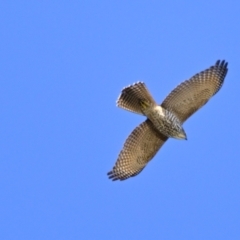 Accipiter fasciatus (Brown Goshawk) at Fyshwick, ACT - 23 May 2024 by Thurstan