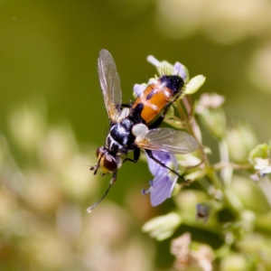 Cylindromyia sp. (genus) at Stony Creek - 17 Nov 2023