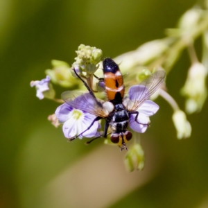 Cylindromyia sp. (genus) at Stony Creek - 17 Nov 2023