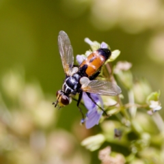 Cylindromyia sp. (genus) at Stony Creek - 17 Nov 2023