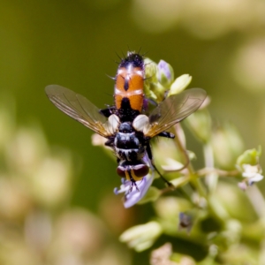 Cylindromyia sp. (genus) at Stony Creek - 17 Nov 2023