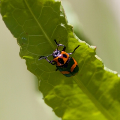Aporocera (Aporocera) parenthetica (Leaf beetle) at Stony Creek - 17 Nov 2023 by KorinneM