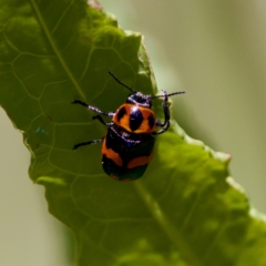 Aporocera (Aporocera) parenthetica at Stony Creek - 17 Nov 2023