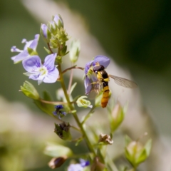 Sphaerophoria macrogaster (Hover Fly) at Strathnairn, ACT - 17 Nov 2023 by KorinneM