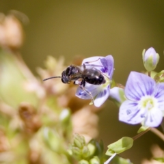 Lasioglossum sp. (genus) (Furrow Bee) at Strathnairn, ACT - 17 Nov 2023 by KorinneM