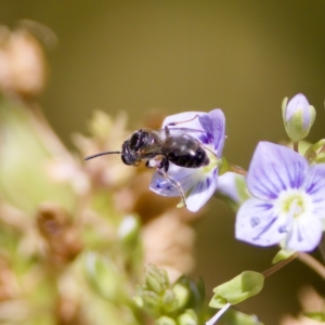 Lasioglossum sp. (genus) at Stony Creek - 17 Nov 2023 01:56 PM