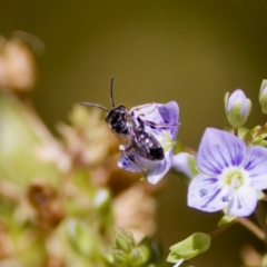 Lasioglossum sp. (genus) at Stony Creek - 17 Nov 2023 01:56 PM