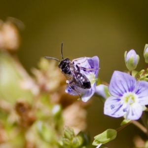 Lasioglossum sp. (genus) at Stony Creek - 17 Nov 2023 01:56 PM