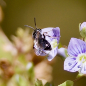 Lasioglossum sp. (genus) at Stony Creek - 17 Nov 2023 01:56 PM