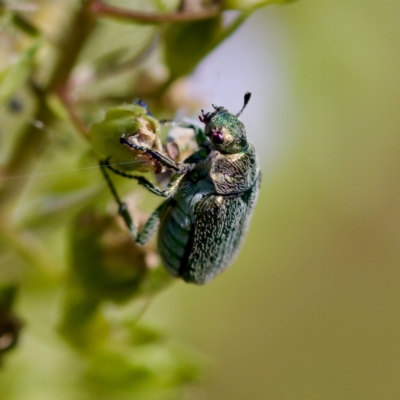 Diphucephala sp. (genus) (Green Scarab Beetle) at Stony Creek - 17 Nov 2023 by KorinneM