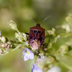 Cermatulus nasalis (Predatory shield bug, Glossy shield bug) at Stony Creek - 17 Nov 2023 by KorinneM