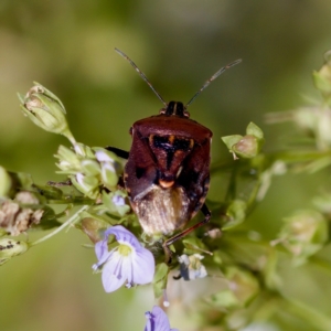 Cermatulus nasalis at Stony Creek - 17 Nov 2023 04:32 PM