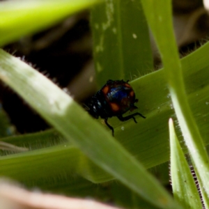 Cermatulus nasalis at Stony Creek - 17 Nov 2023