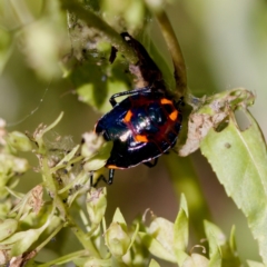 Cermatulus nasalis at Stony Creek - 17 Nov 2023