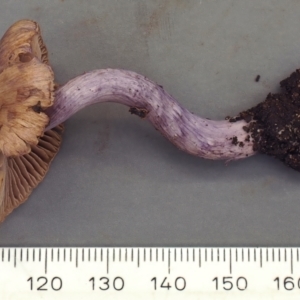Inocybe violaceocaulis at ANBG - 23 May 2024 12:48 PM