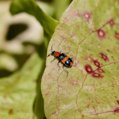 Dicranolaius bellulus (Red and Blue Pollen Beetle) at Stony Creek - 17 Nov 2023 by KorinneM