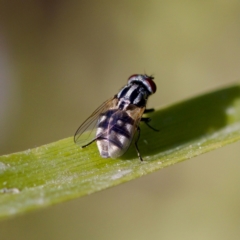 Musca vetustissima (Bush Fly) at Strathnairn, ACT - 17 Nov 2023 by KorinneM