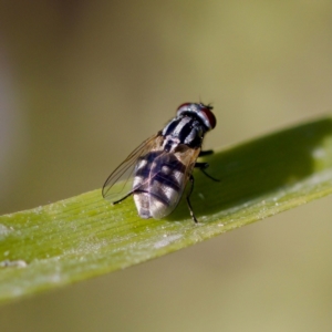 Musca vetustissima at Stony Creek - 17 Nov 2023