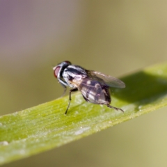 Musca vetustissima at Stony Creek - 17 Nov 2023