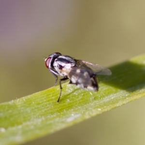 Musca vetustissima at Stony Creek - 17 Nov 2023 04:30 PM