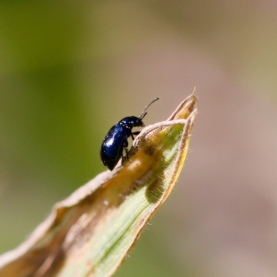 Alticini (tribe) (Unidentified flea beetle) at Stony Creek - 17 Nov 2023 by KorinneM