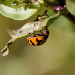 Coccinella transversalis (Transverse Ladybird) at Strathnairn, ACT - 17 Nov 2023 by KorinneM