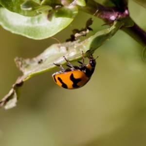 Coccinella transversalis at Stony Creek - 17 Nov 2023