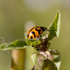 Coccinella transversalis at Stony Creek - 17 Nov 2023 04:37 PM