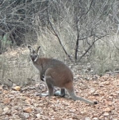 Notamacropus rufogriseus (Red-necked Wallaby) at Mount Jerrabomberra - 23 May 2024 by fulfy