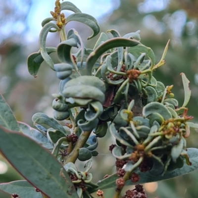 Unidentified Acacia Gall at Symonston, ACT - 23 May 2024 by Mike