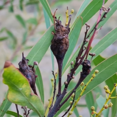 Unidentified Acacia Gall at Symonston, ACT - 23 May 2024 by Mike