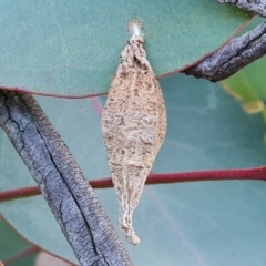 Hyalarcta nigrescens (Ribbed Case Moth) at Symonston, ACT - 26 May 2024 by Mike