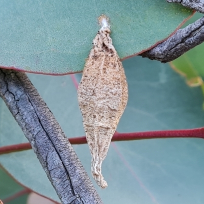 Hyalarcta nigrescens (Ribbed Case Moth) at Symonston, ACT - 27 May 2024 by Mike