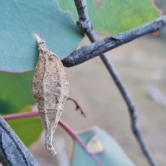 Hyalarcta nigrescens at Mount Mugga Mugga - 27 May 2024