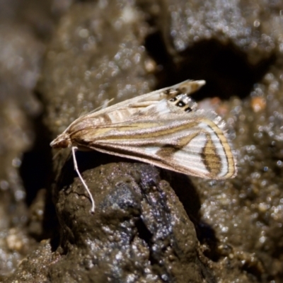 Strepsinoma foveata (Pyralid moth, Snout moth) at Stony Creek - 17 Nov 2023 by KorinneM