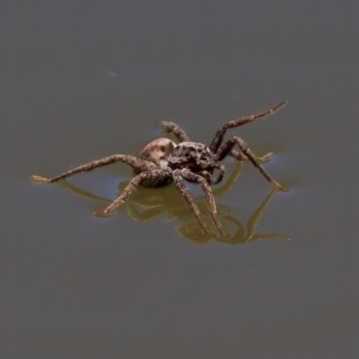 Unidentified Other hunting spider at Uriarra Recreation Reserve - 17 Nov 2023 by KorinneM