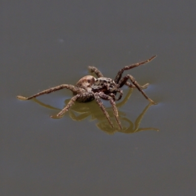 Lycosidae (family) at Uriarra Recreation Reserve - 17 Nov 2023 by KorinneM