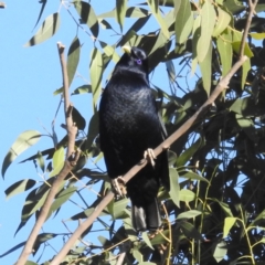 Ptilonorhynchus violaceus (Satin Bowerbird) at Lions Youth Haven - Westwood Farm A.C.T. - 23 May 2024 by HelenCross