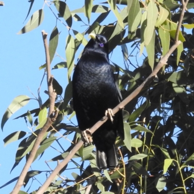 Ptilonorhynchus violaceus (Satin Bowerbird) at Lions Youth Haven - Westwood Farm A.C.T. - 23 May 2024 by HelenCross