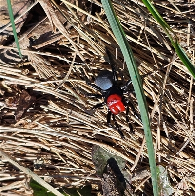 Missulena occatoria (Red-headed Mouse Spider) at Jacka, ACT - 22 May 2024 by Jiggy