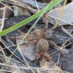 Neosparassus calligaster at Page, ACT - 18 May 2024